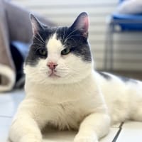 Bender, chat à adopter