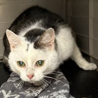 MISTIGRI, chat à adopter