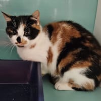 MOUMOUNE, chatte à adopter
