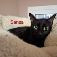 Sansa, chatte à adopter