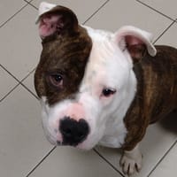 Flop, chien à adopter