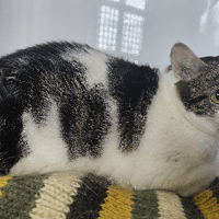 Verso, chatte à adopter