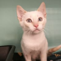 Izia, chatte à adopter