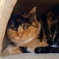 sybil, chatte à adopter