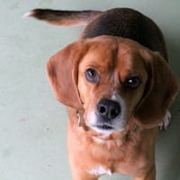 MATT, chien à adopter