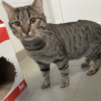 JACQUES, chat à adopter