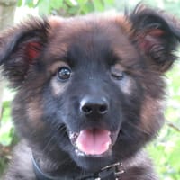 THANOS, chien à adopter