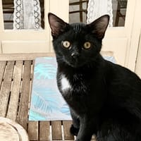 LOOPING PAB28395, chat à adopter