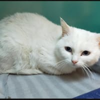 PEPITA dit SNOW, chatte à adopter