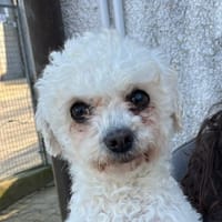 Bigoudi, chienne à adopter