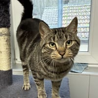 NOUPY, chat à adopter