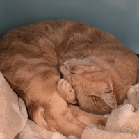 betty, chatte à adopter