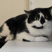 ORQUE, chatte à adopter