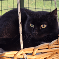 DALLAS, chat à adopter