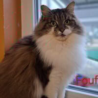 Foufou, chat à adopter