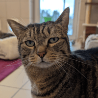 OTIS, chat à adopter
