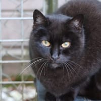 CALINE, chatte à adopter