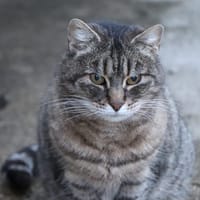 TITOUNE, chatte à adopter