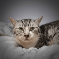 ROSA CHA, chatte à adopter