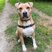 Molly CAA12080, chienne à adopter