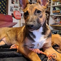 TANINA la malicieuse, chienne à adopter