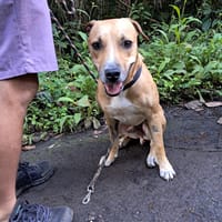 AÏKO la douceur des îles, chien à adopter