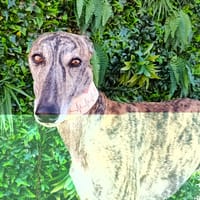 BERLIN, chien à adopter