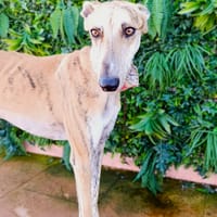 MACRUM, chien à adopter