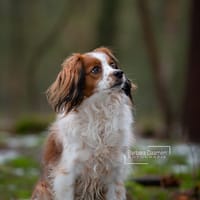 Ozzy, reutjes ter adoptie