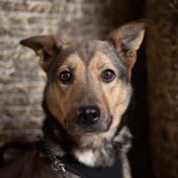 Rudi, suczka do adopcji