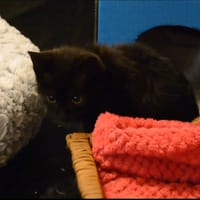 Nyx, chatte à adopter