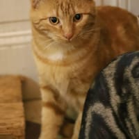 jonas, chat à adopter