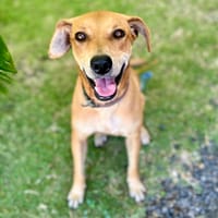 Bonny, femelle X berger, née le 28/11/2024, chienne à adopter