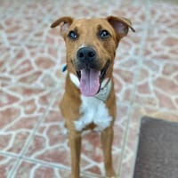 Frisky, mâle X croisé berger , né le 01/04/2025, chien à adopter