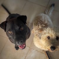 Nounours, mâle croisé Cane Corso, né le 15/05/2025 🐶, chien à adopter