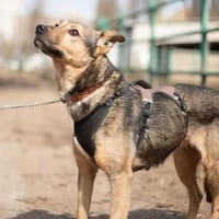 Rudi, suczka do adopcji