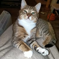 Vosje, katers ter adoptie