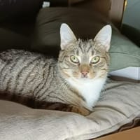 Uiltje, katers ter adoptie