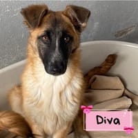 DIVA, cane femmina da adottare