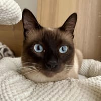 Mousse, chat à adopter