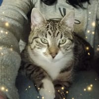 Wolfje, poezen ter adoptie