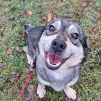 Yogi, pies do adopcji