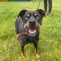 Mundek, pies do adopcji