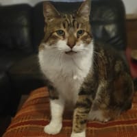 Pizza, chat à adopter