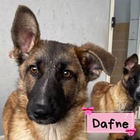 DAFNE, cane femmina da adottare