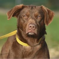 JANE, chienne à adopter