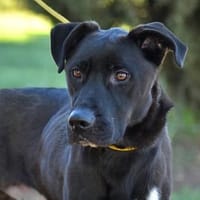 TITAN, chien à adopter