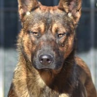 LUCKY, chien à adopter