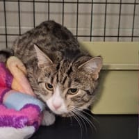 Matylda, kotka do adopcji