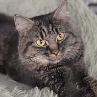 Richard, kot do adopcji